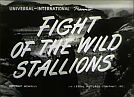 Fight of the Wild Stallions